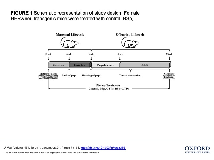 Lifelong Consumption Of Two Sources Of Bioactives Can Reduce Estrogen Receptor Negative Mammary Cancer Incidence And Volume